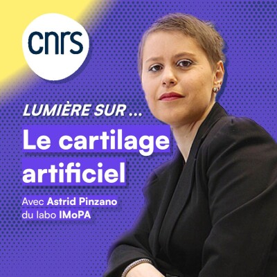 Lumière sur... Le cartilage artificiel cover
