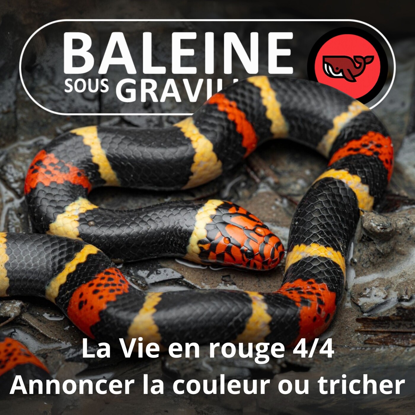 S07E50 La vie en… rouge 4/4 : Annoncer la couleur ou tricher ? (Frédéric Archaux)