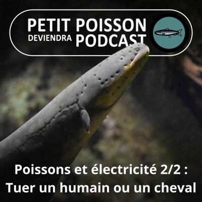 S01E39 Poissons et électricité 2/2 : L'Anguille électrique peut tuer un cheval cover