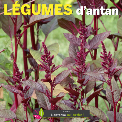 LE DOSSIER: LE RETOUR EN GRÂCE DES LÉGUMES D’ANTAN cover