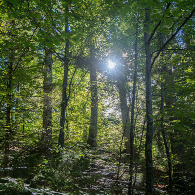 La forêt du Massif des Bauges : entre protection et valorisation cover