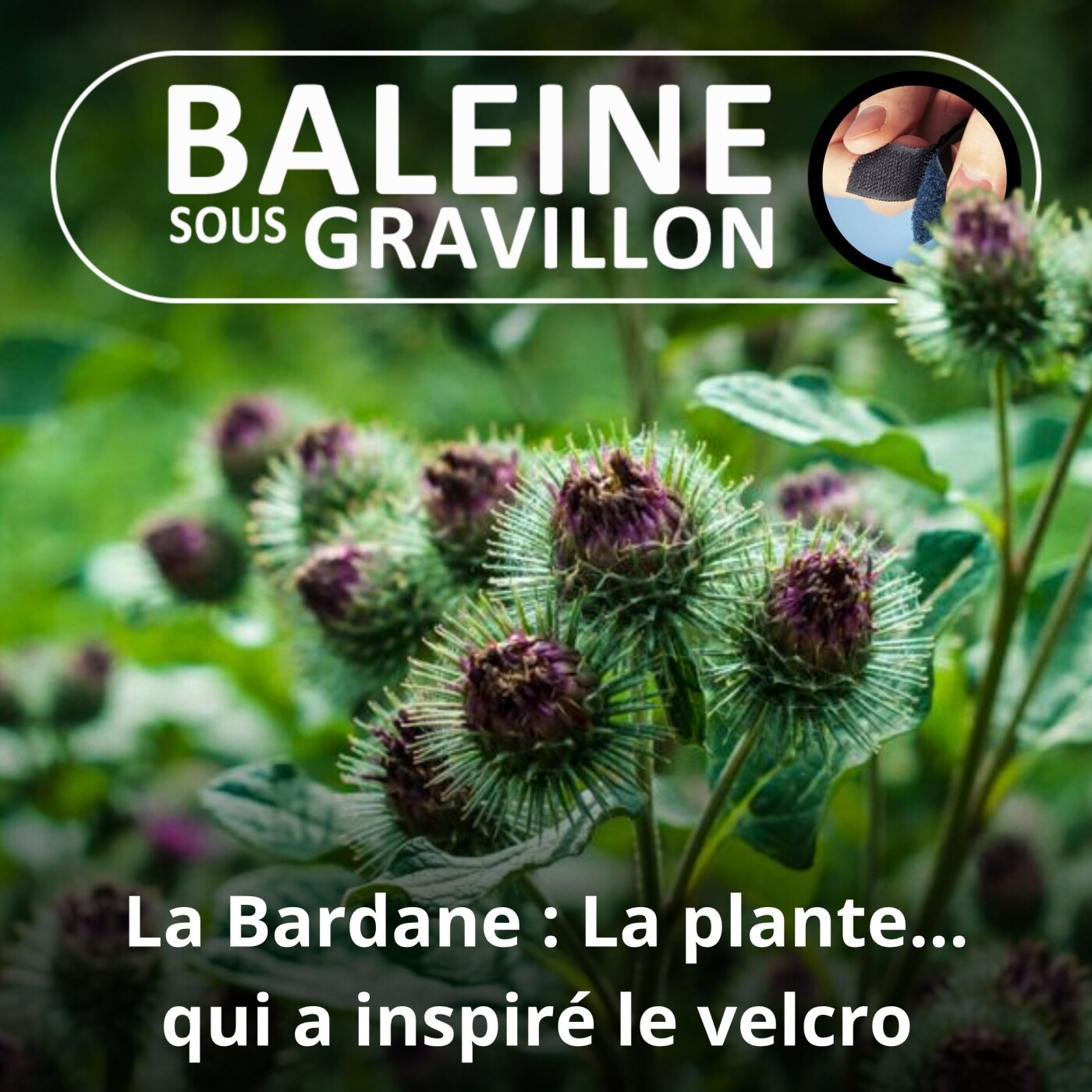 S01E08 La Bardane : De la plante "attachiante"... au velcro episode artwork