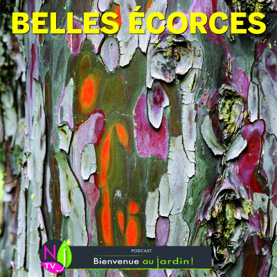 LE DOSSIER: LES PLUS BELLES ÉCORCES DÉCORATIVES cover