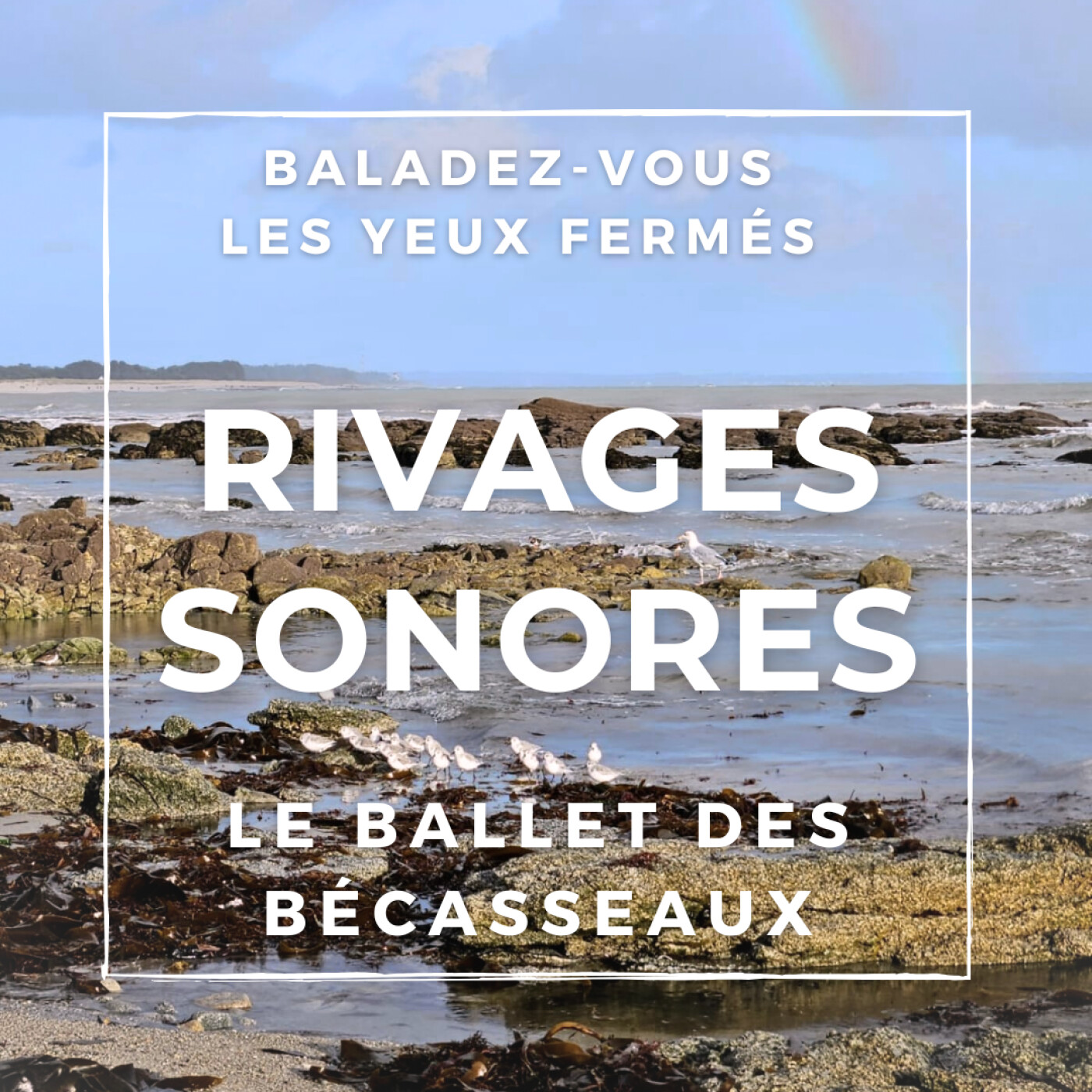 Le ballet des bécasseaux (expérience binaurale