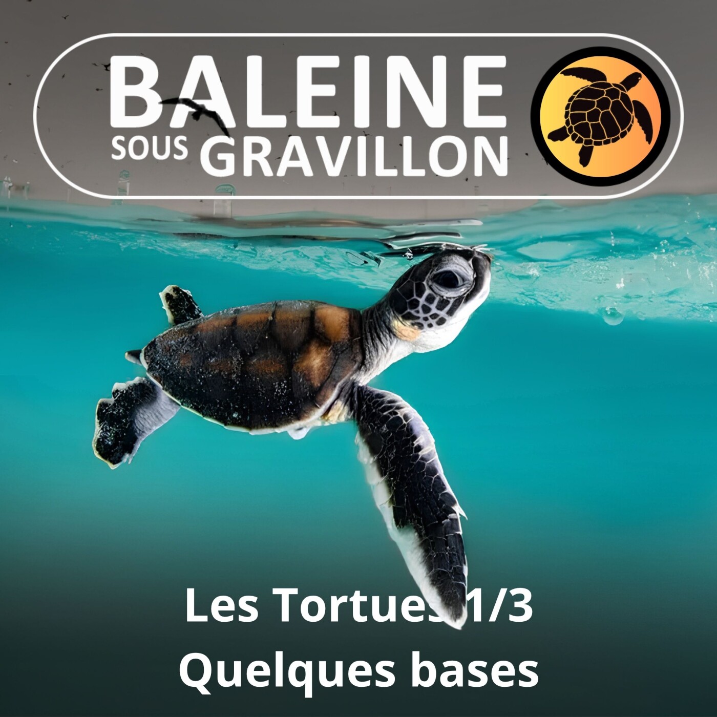 S02E39 Les Tortues 1/3 : Quelques bases (Françoise Serre-Collet) episode artwork