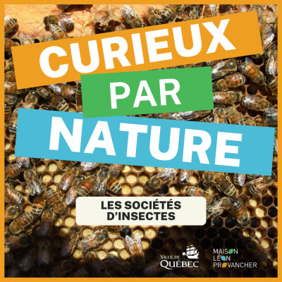 Curieux par Nautre: Les sociétés d'insectes cover