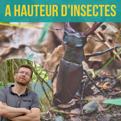 INTERVIEW - À hauteur d'insectes | Christophe Bouget cover