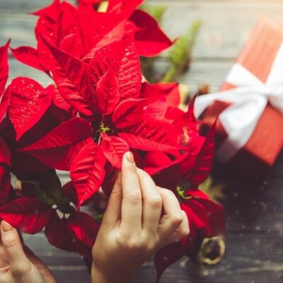 Faites briller votre étoile de Noël ! cover