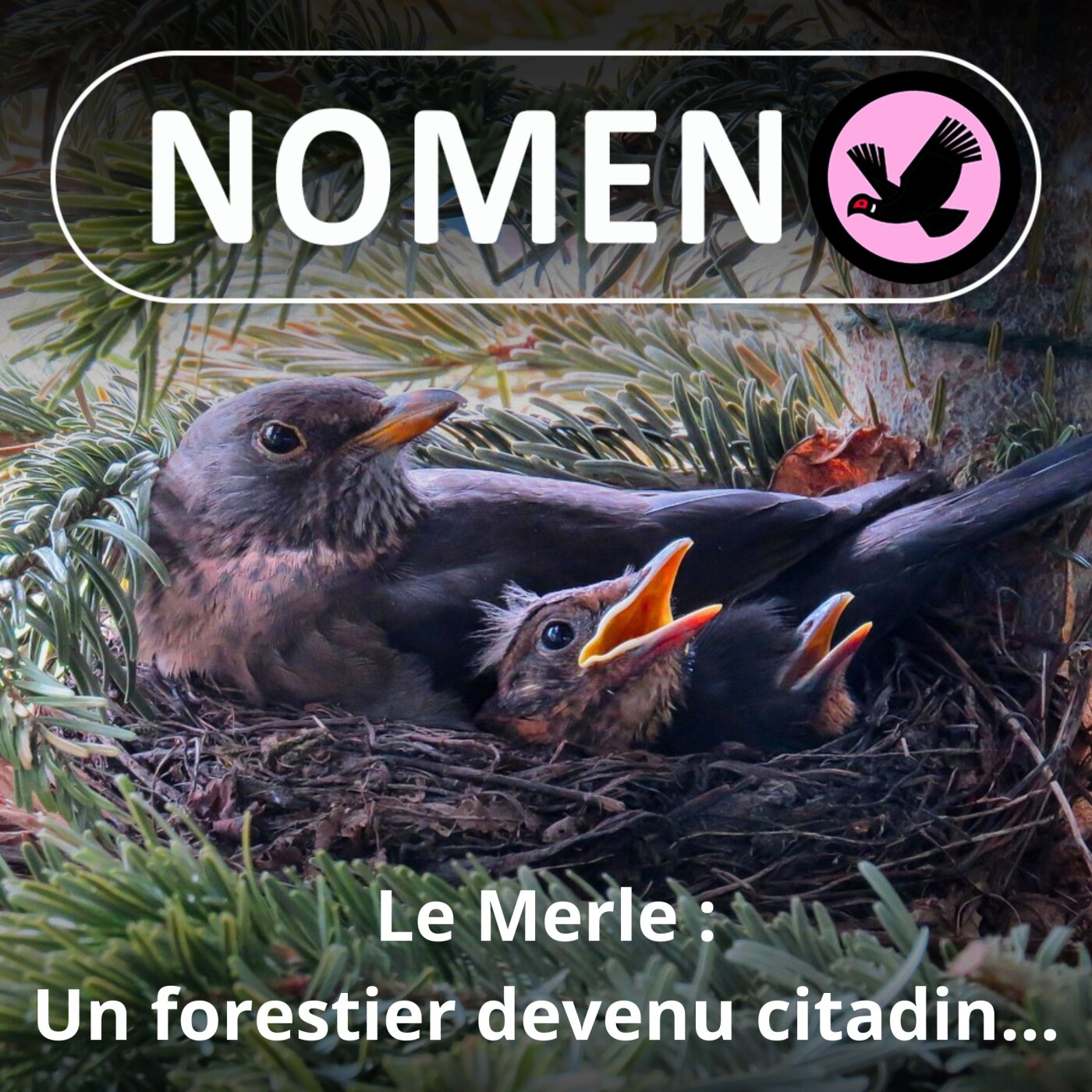 S02E26 Le Merle : un forestier devenu citadin ... au 19e siècle !