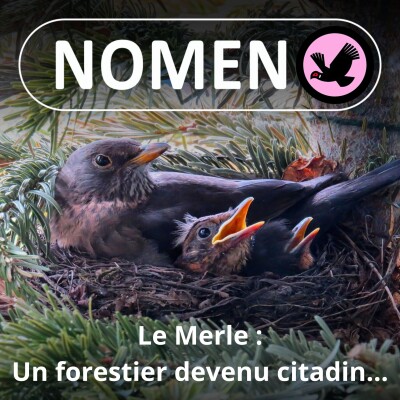 S02E26 Le Merle : un forestier devenu citadin ... au 19e siècle ! cover