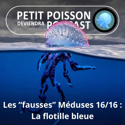 S04E16 "Fausses" méduses 16/16 : La "flotille bleue", quelle galère... portugaise ! cover