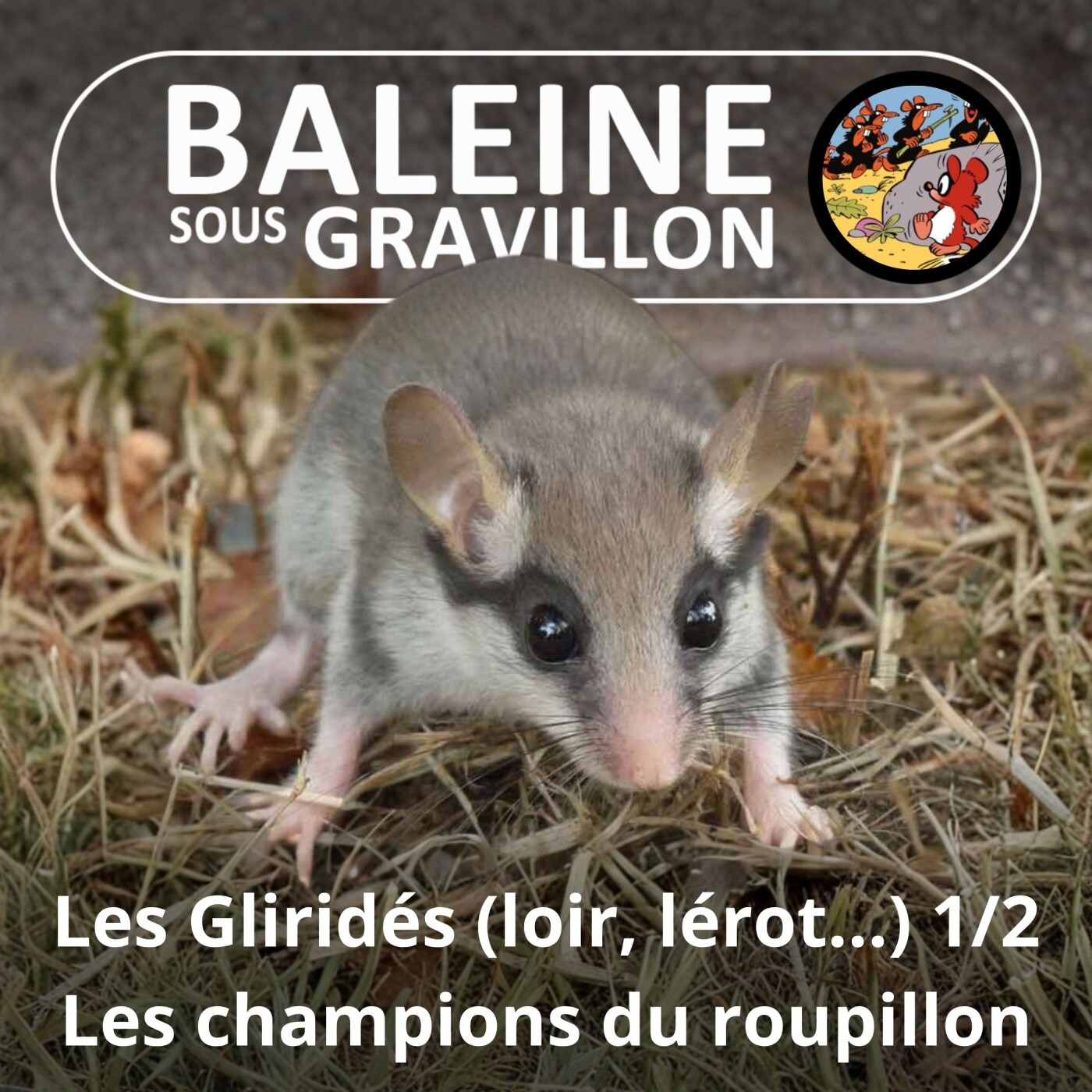 S05E13 Loirs, Lérots et compagnie (Gliridés) 1/2 : Les champions du roupillon (Hélène Dupuy) episode artwork