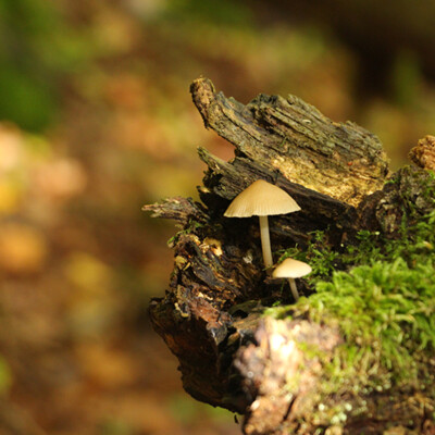 Exposition Entre les branches, à l'affût des émotions partagées cover