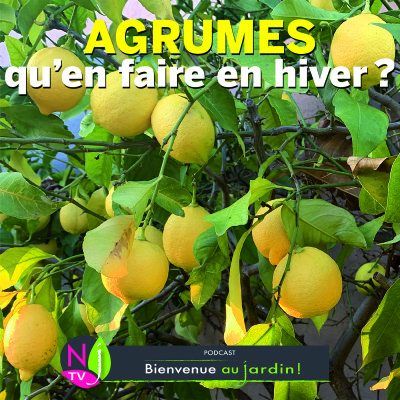 PAROLES D'EXPERTS: COMMENT BIEN HIVERNER LES AGRUMES ? cover