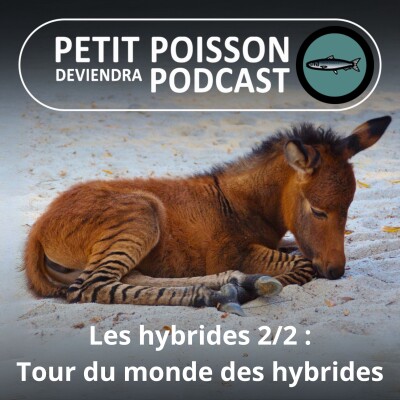S01E13 Les Hybrides 2/2 : Tour du monde des hybrides les plus étonnants cover