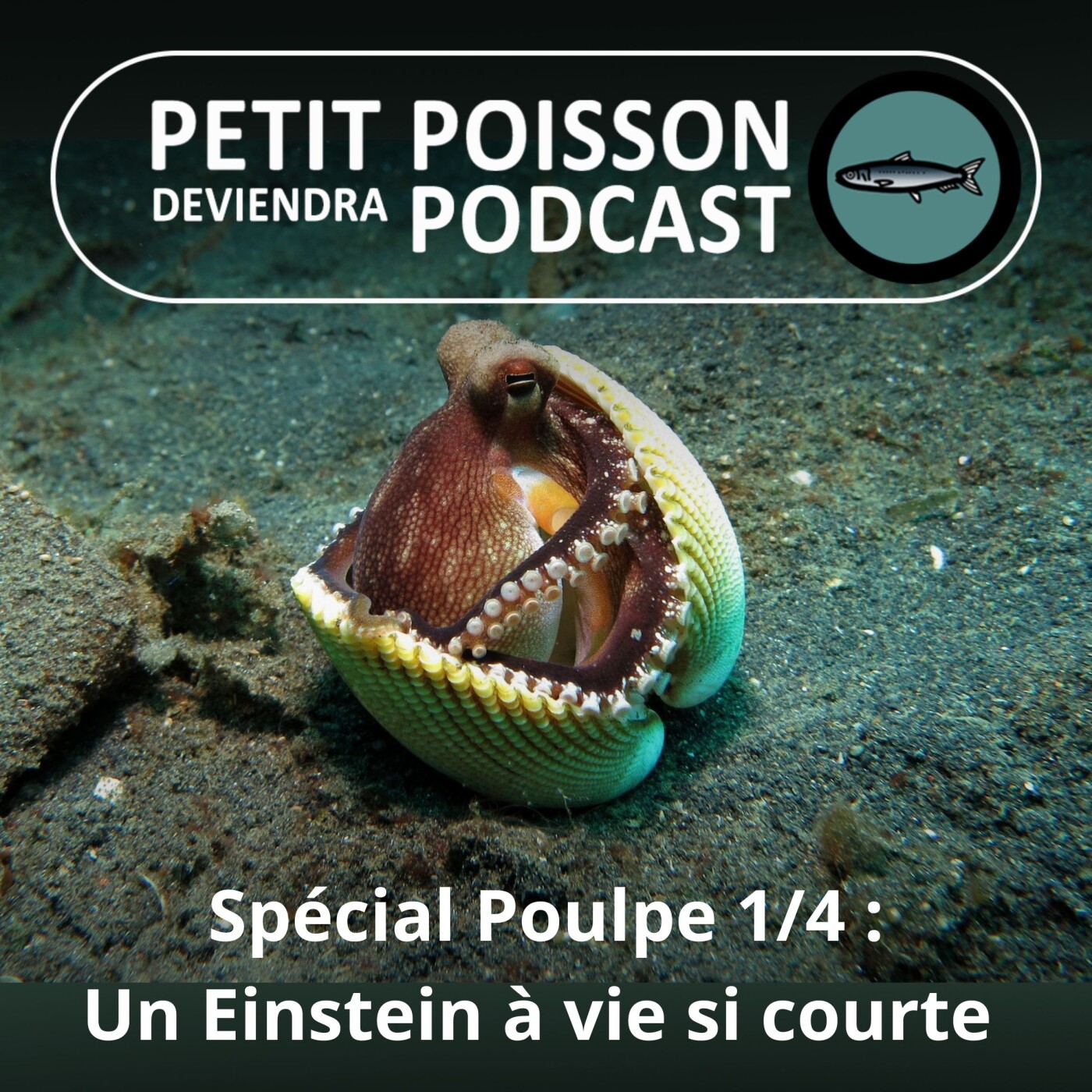 Petit Poisson deviendra Podcast