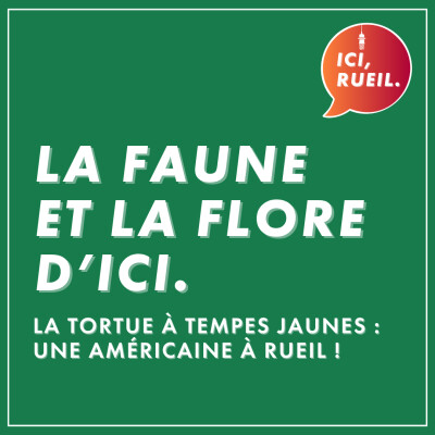 La Faune et la Flore : La tortue à tempes jaunes, une américaine à Rueil ! cover