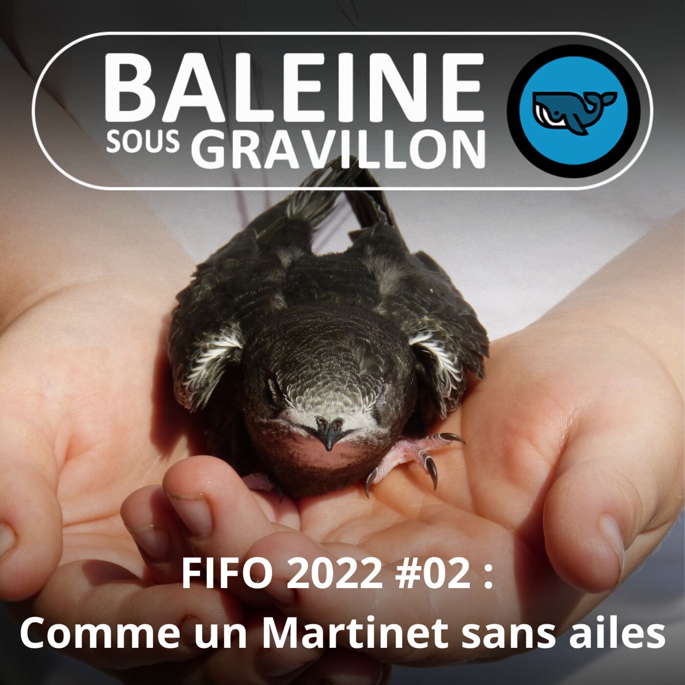FIFO #02 : Comme un Martinet sans ailes (Lucie Marchais, l'Hirondelle)