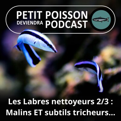 SPÉCIAL Labres nettoyeurs 2/3 : Malins, attentionnés ET subtils tricheurs... cover