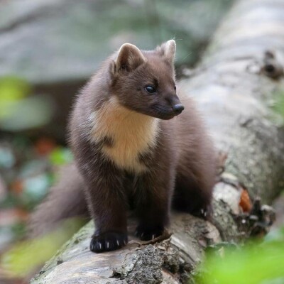S02E59 Le Canard enchaîné ... sous le gravillon 2/4 : Le Hibou et la Martre (Jean-Luc Porquet, auteur, Le grand procès des animaux) cover