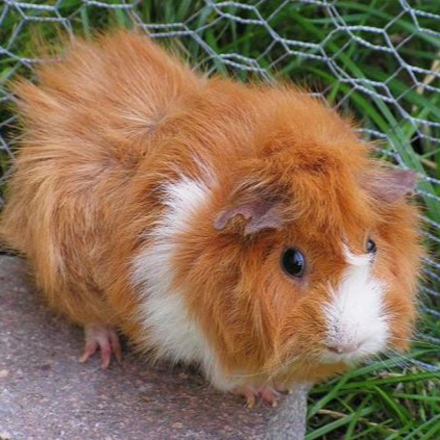 WILD - PODCAST ANIMALIER #0 - TEASER PRESENTATION EMISSION