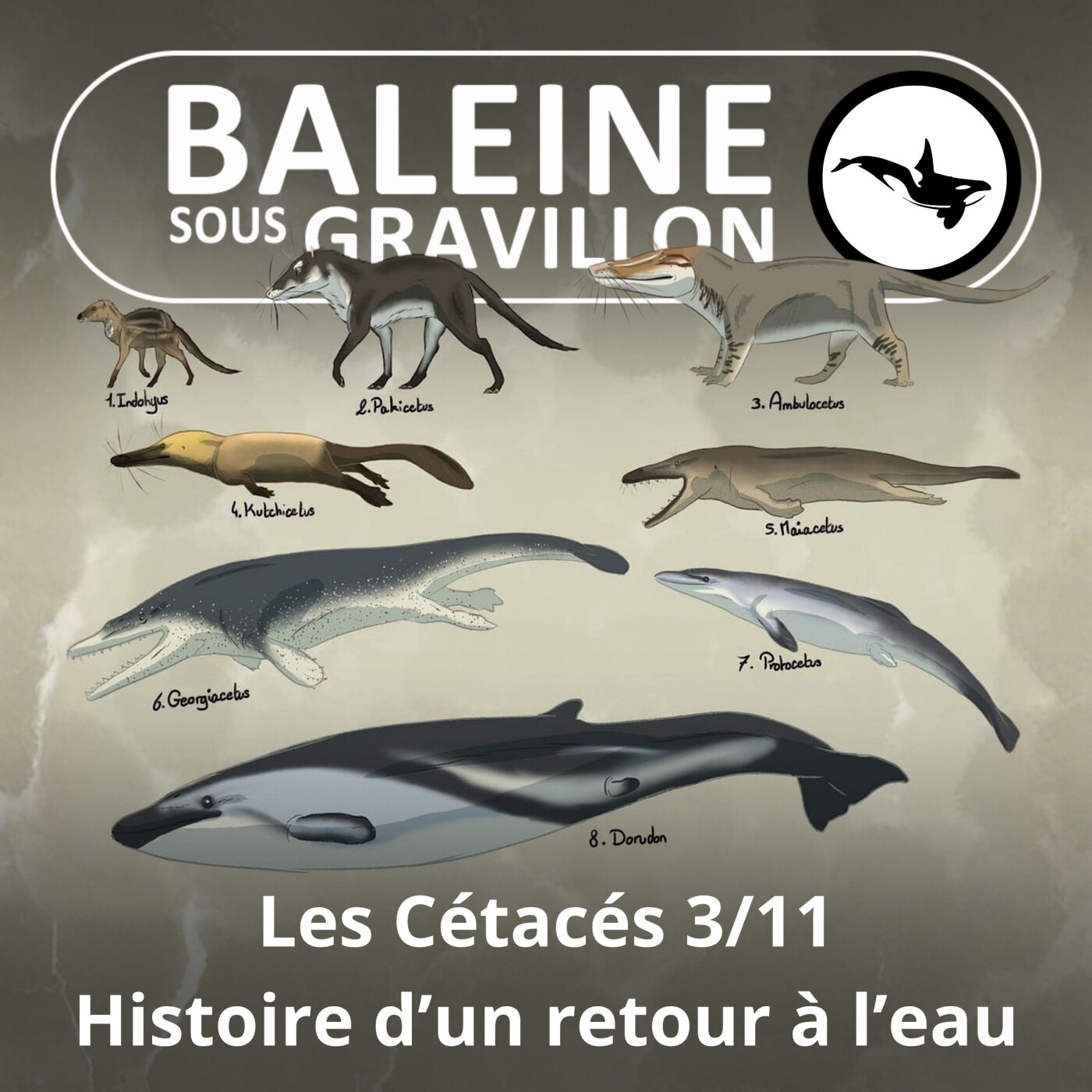 S03E60 Les Cétacés 3 : "Finalement, on était mieux dans l'eau !", leur étonnante évolution episode artwork