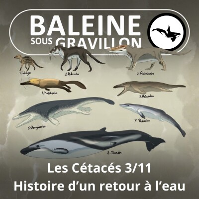 S03E60 Les Cétacés 3 : "Finalement, on était mieux dans l'eau !", leur étonnante évolution cover