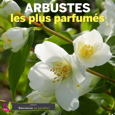 LE DOSSIER: LES ARBUSTES LES PLUS PARFUMÉS cover