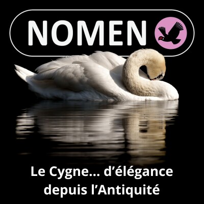 S05E42 Le Cygne, d’élégance depuis l’Antiquité cover