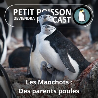 S05E17 Les Manchots : Des parents poules (Mathilde Chevallay) cover