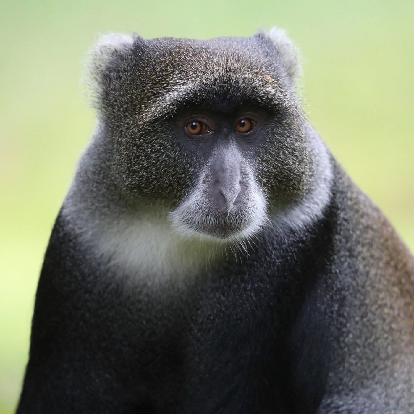 S03E31 Replanter la forêt au Cameroun 3/3 : Les Singes bleus des mangroves (René Noungang, Planète Urgence)