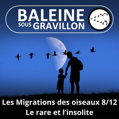 S04E24 Les Migrations des Oiseaux 8/12 : Fun facts, faits rares et insolites cover