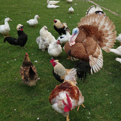 A Vos Bouillons cover