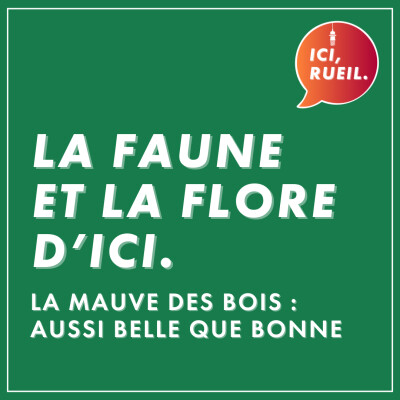 La Faune et la Flore d'Ici : La mauve des bois, aussi belle que bonne cover