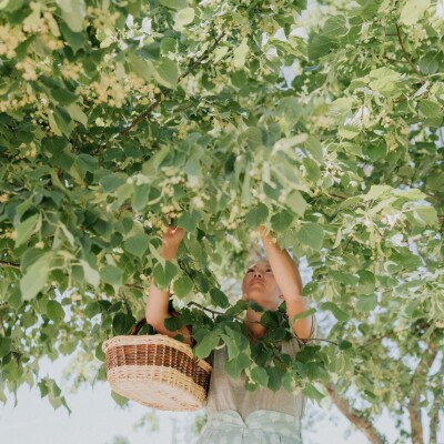 Tant qu'il y aura des Arbres S01E14 – Uyen Born to be Wild cover