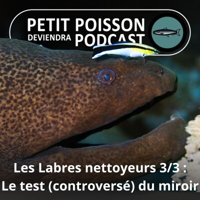 SPÉCIAL Labres nettoyeurs 3/3 : Premiers poissons à réussir le test (controversé) du miroir ! cover