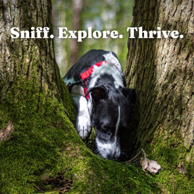 Why Your Dog NEEDS to Sniff on Walks (It's Not What You Think) cover