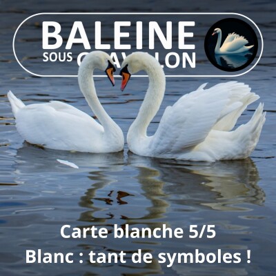 S05E125 Carte blanche 5/5 : Le blanc dans la culture, quand le cygne fait signe cover