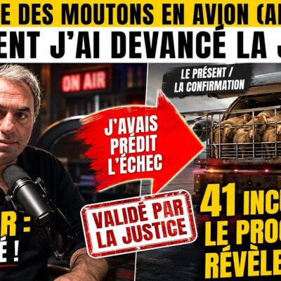 ✈️🐑 SCANDALE DES MOUTONS EN AVION EN ALGÉRIE : Comment j’ai devancé la Justice de 2 mois cover