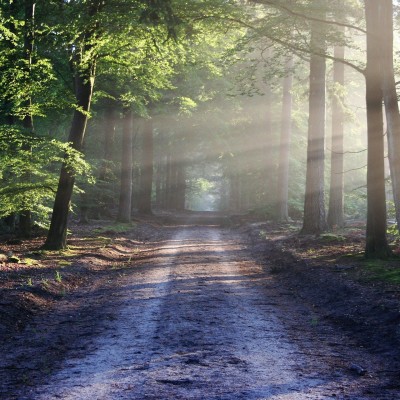 Se promener en forêt fait du bien ! cover