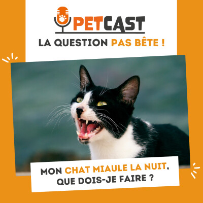 Mon chat miaule la nuit : que faire ? cover