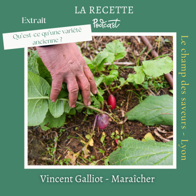 EXTRAIT - Qu'est ce qu'une variété ancienne ? cover