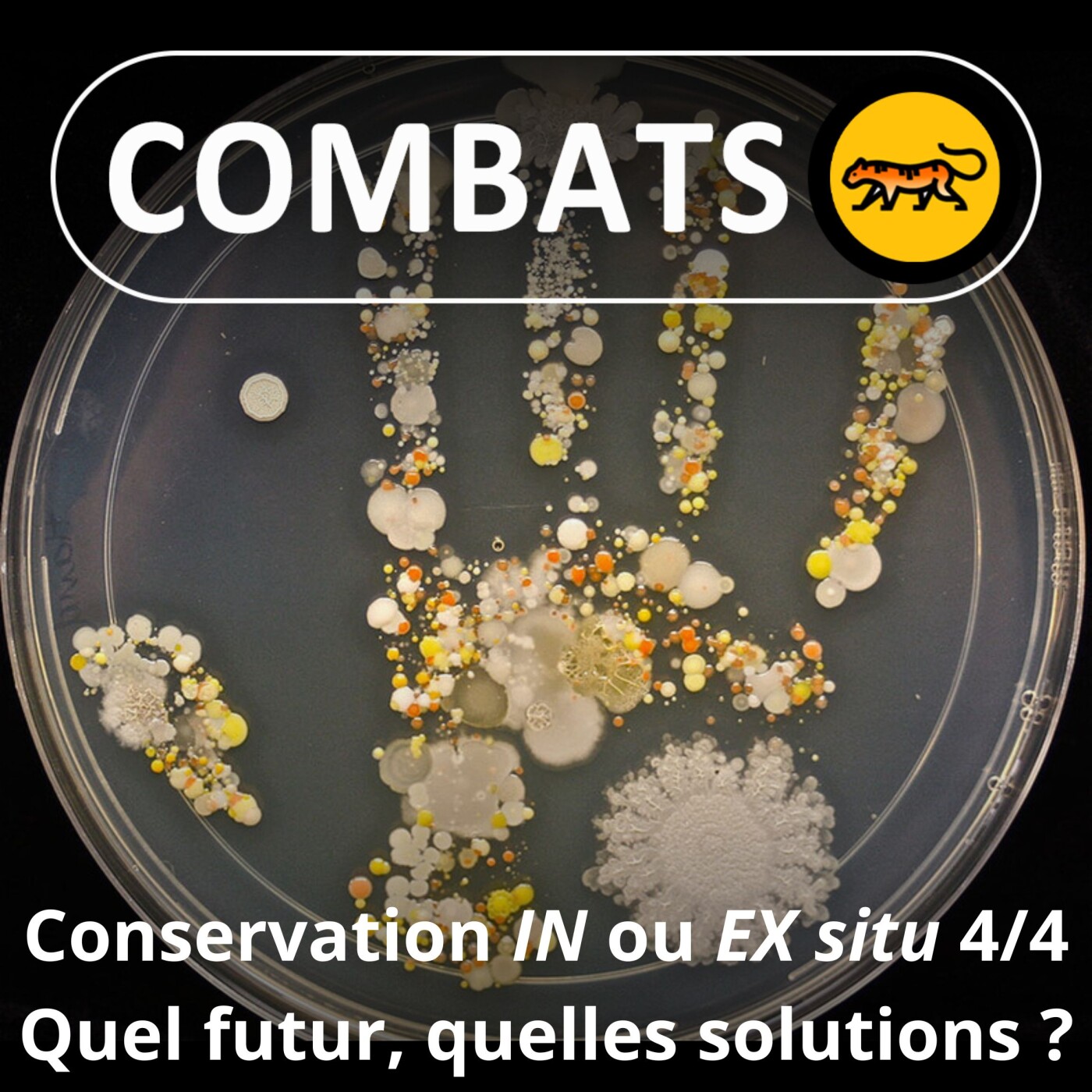 Combats