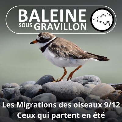 S04E25 Les Migrations des Oiseaux 9/12 : Partir en été (juillet août septembre) cover
