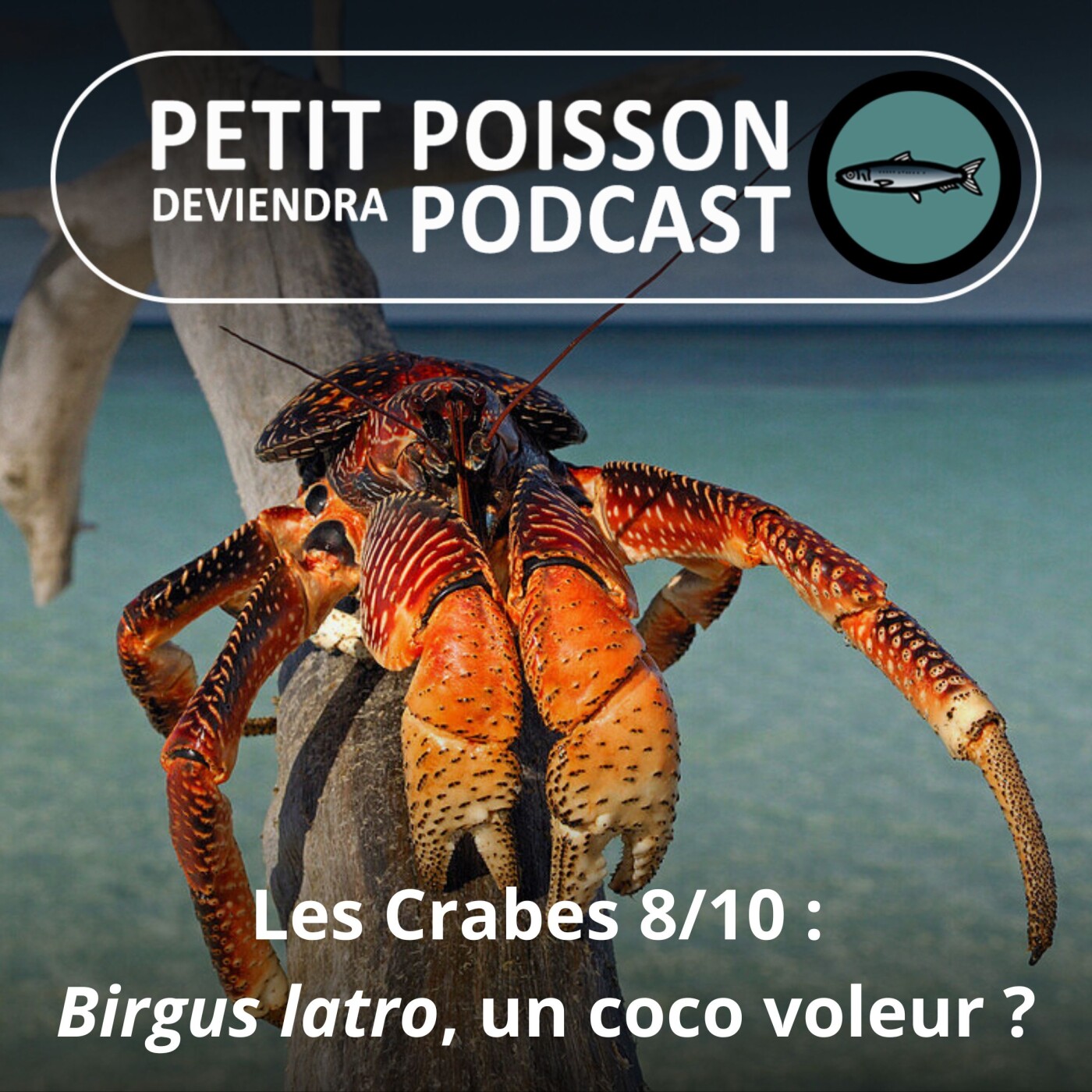 S04E38 Les Crabes : Le Crabe des cocotiers, le voleur des îles