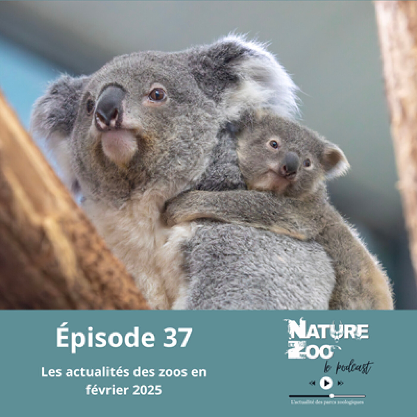Épisode 37 (ACTU) - Les actualités en février 2025 episode artwork