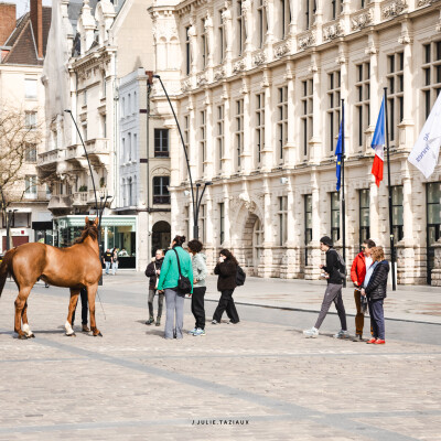 🐎 L'importance du cadre, favoriser une attitude positive pour le bien être mental et donc physique du cheval cover