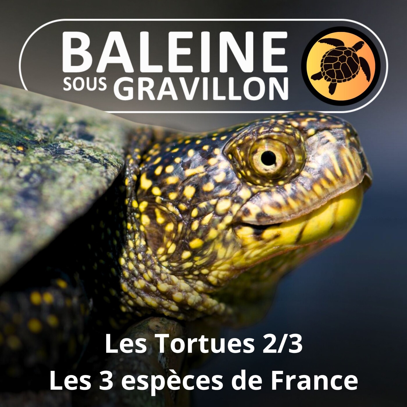 S02E40 Les Tortues 2/3 : Les 3 espèces françaises (Françoise Serre-Collet) episode artwork