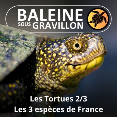 S02E40 Les Tortues 2/3 : Les 3 espèces françaises (Françoise Serre-Collet) cover