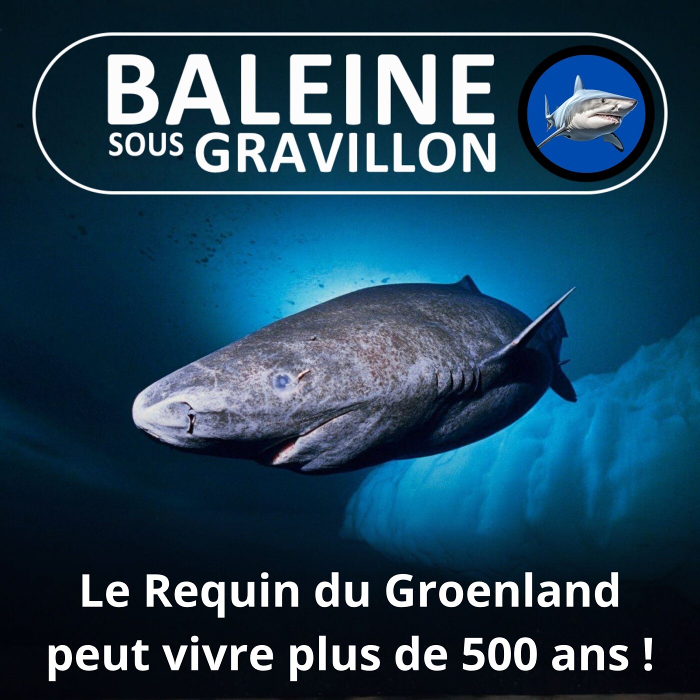 S02E30 Le Requin du Groenland : Le "Mathusalem" des vertébrés peu tvivre 500 ans ! (René Heuzey) episode artwork